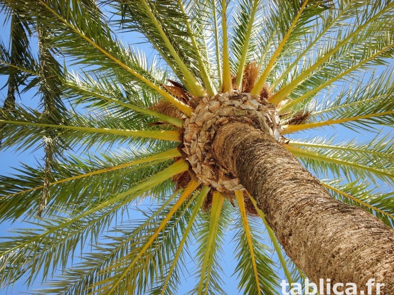 *Najlepsze wakacje pod słońcem – Wypoczynek przy plaży. 0