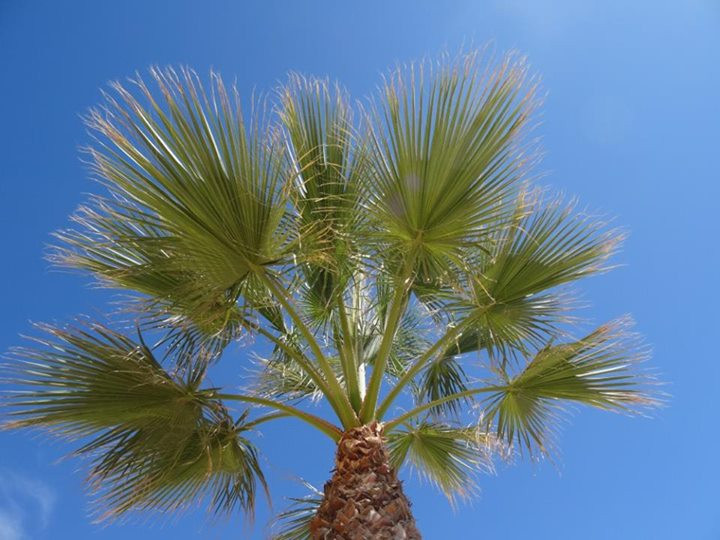 HISZPANIA. Super Sylwester pod Palmami. 11