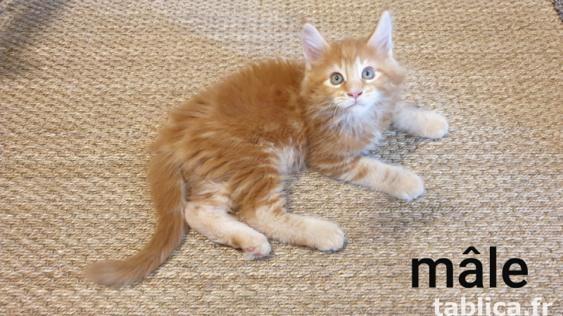 Kocięta Maine Coon 1