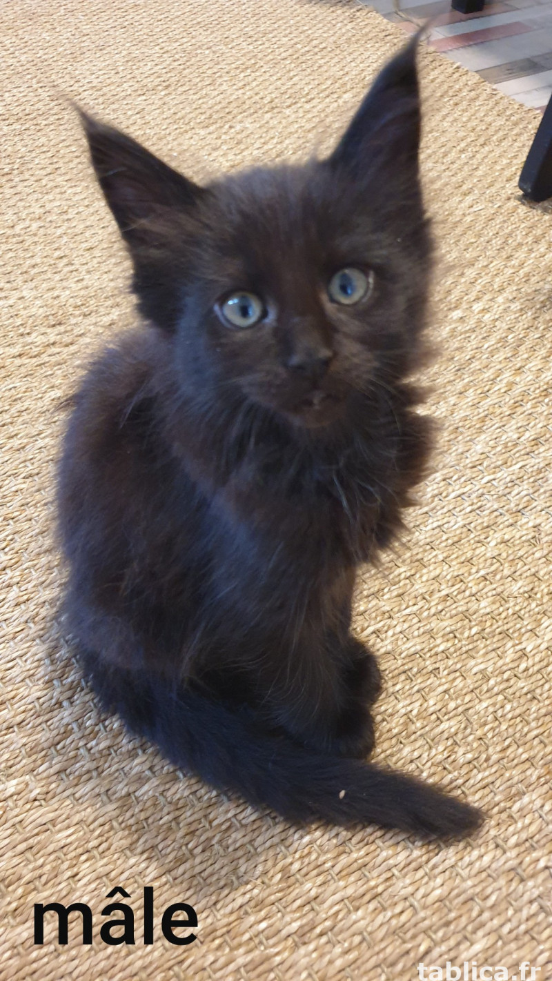 Kocięta Maine Coon 2